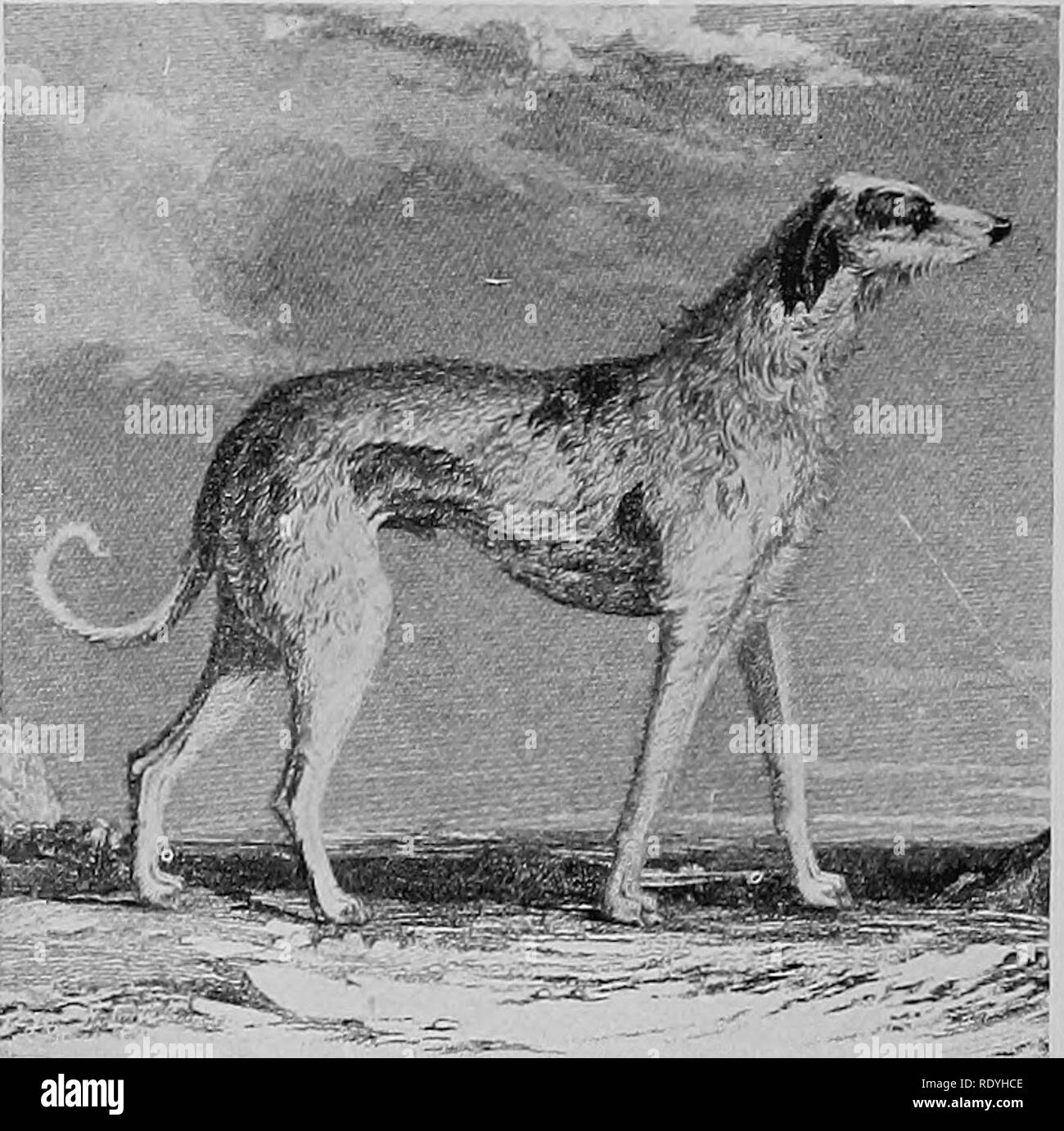 . The dog book. A popular history of the dog, with practical information as to care and management of house, kennel, and exhibition dogs; and descriptions of all the important breeds. Dogs. CADER 'A deerhound of pure Glengarry breed, 28 inches high,&quot; From &quot; Sconehenge on the Dog,&quot; 1859 &quot;SCOTCH DEER HOUND&quot; From Jesse's &quot;Anecdotes,&quot; 1845. Please note that these images are extracted from scanned page images that may have been digitally enhanced for readability - coloration and appearance of these illustrations may not perfectly resemble the original work.. Watso Stock Photo