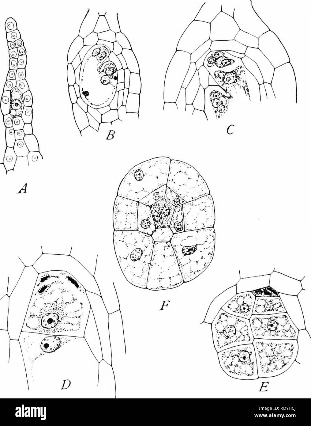 . Morphology of angiosperms (Morphology of spermatophytes. Part II). Angiosperms; Plant morphology. Fig. 107-—Balanophora elongata. Stages in development of embryo-sac, endosperm, and embryo. A, archegonium-like megasporangium with mother-cell that becomes megaspore directly without, forming tetrad; x 145; i?, quadrinucleate stage of embryo-sac; x 200; C, nearly mature sac showing above the two syuergids and oosphere, just beneath the micropylar polar nucleus, and at opposite end of sac a group of four nuclei, the three antipodals, and the lower polar nucleus; x '280; Z), at upper cud the syne Stock Photo
