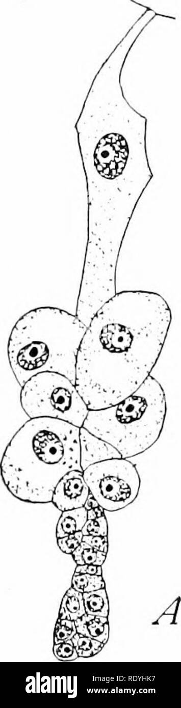 . Morphology of angiosperms (Morphology of spermatophytes. Part II). Angiosperms; Plant morphology. 20S MORPHOLOGY OF ANGIOSPEKMS and it is only late that the embryo becomes differentiated from the massive suspensor (Fig. 94). In the Kubiaceae Lloyd r'7-8S has described a remarkable de- velopment of the suspensor, which in many members of the group acts as a haustori- um ( Fig. 95 ). In Vaillantia hispida the large suspensor cells near the em- bryo are clustered like &quot; a bunch of grapes,&quot; while far- ther down a single elongated cell forms a point of attach- ment. In Asperula the scan Stock Photo