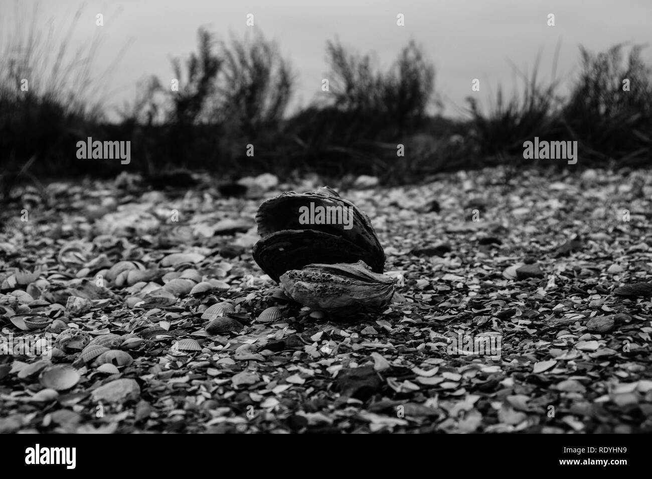 Beach Normandy old oyster farm Stock Photo Alamy