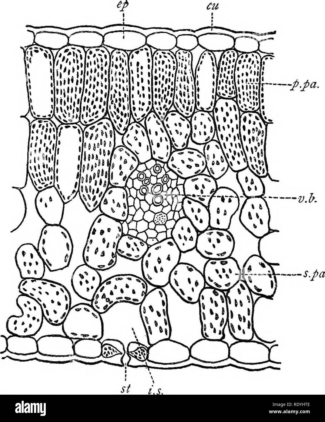 . An introduction to vegetable physiology. Plant physiology. 146 VEGETABLE PHYSIOLOGY are in the spongy tissue which occupies the lower half of the thickness of the leaf (fig. 86). The guard-cells of the stomata, however, always contain them. The green cortex of young stems and twigs also exhibits them. In such plants as the Casuarinas and the Equisetums (fig. 87), in —p.fa.. Fig. 86,-Teansvekse Section of portion of the Blade of the Leaf of Beta, cu, cuticle ; ep, epidermis; p.pa, palisade tissue ; s.pa, spongy tissue • v.b, vascular bundle ; st, stoma; i.s, intercellular space ' which the le Stock Photo