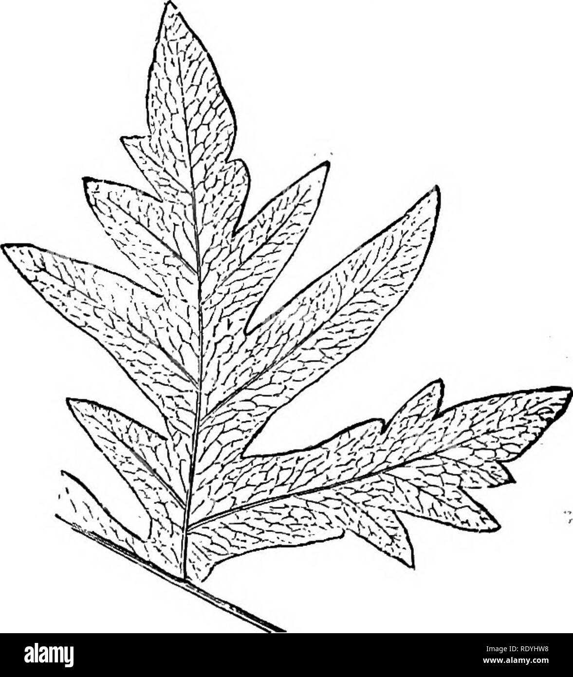 . Ferns: British &amp; foreign. The history, organography, classification, and enumeration of the species of garden ferns with a treatise on their cultivation, etc. etc. Ferns. 194 FEENS : EKITISH AND FOREIGN. 13. L. podophylla, Pr-esl; Hook. Gard. Ferns, t. 55.. Pteris podophylla, Sw. Lonchitis pedata, Linn.; Brofim, Jam. t. 1.—West Indies. 14. L. foiaurita, /. 8m. Pteris biaurita, Linn.; (PVwm. FU. t. 15); Lowe's Ferns, 3, t. 50. Campteria biaurita, Hook. Gen. FU. t. 65 A. Ptaris nemoralis, Willd,; Wall, in part.—&quot;West Indies. ***** Vernation uniserial, distant; sarmentmn elongating, ge Stock Photo