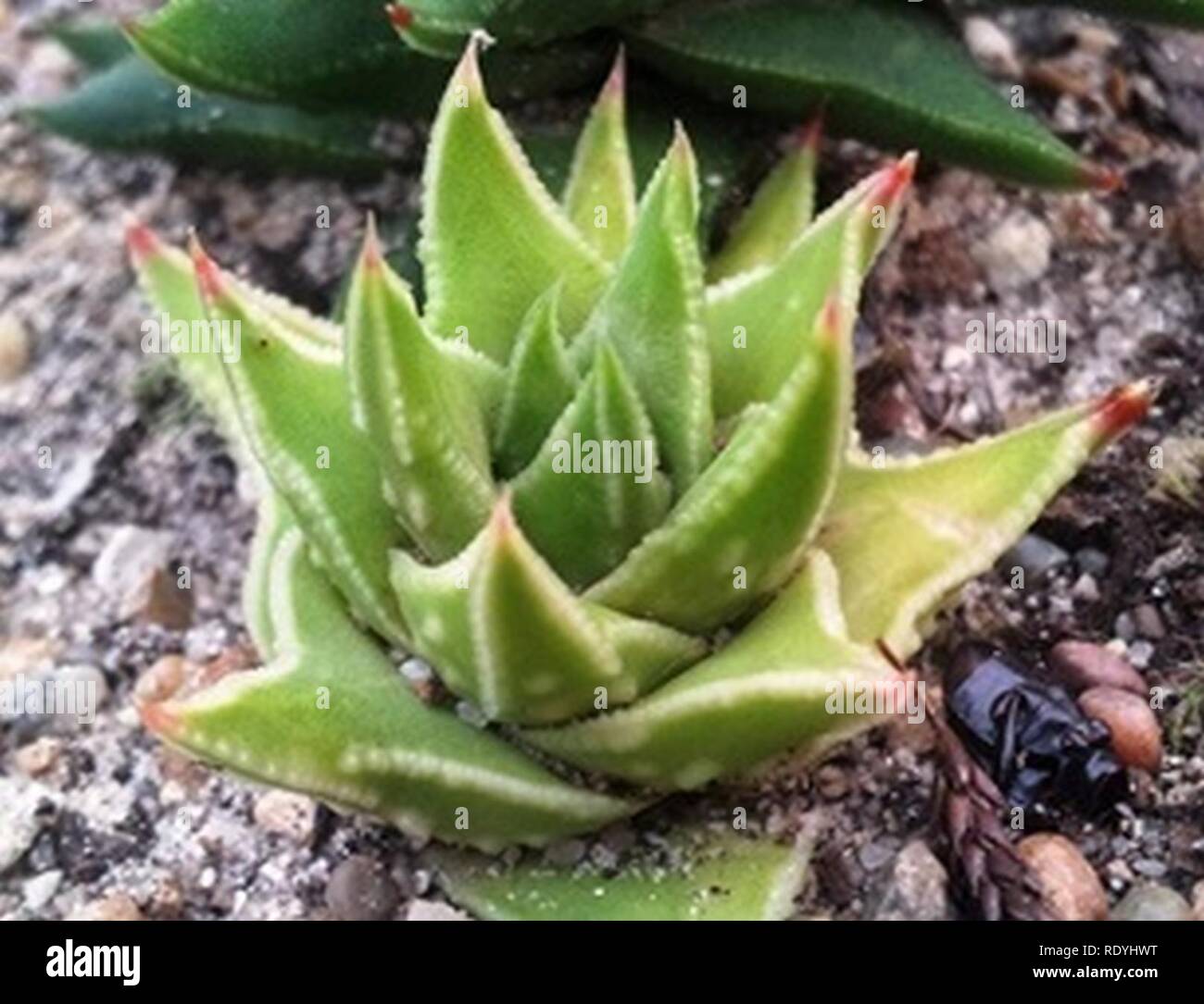 Astrolista bicarinata hybrid in cultivation 2. Stock Photo