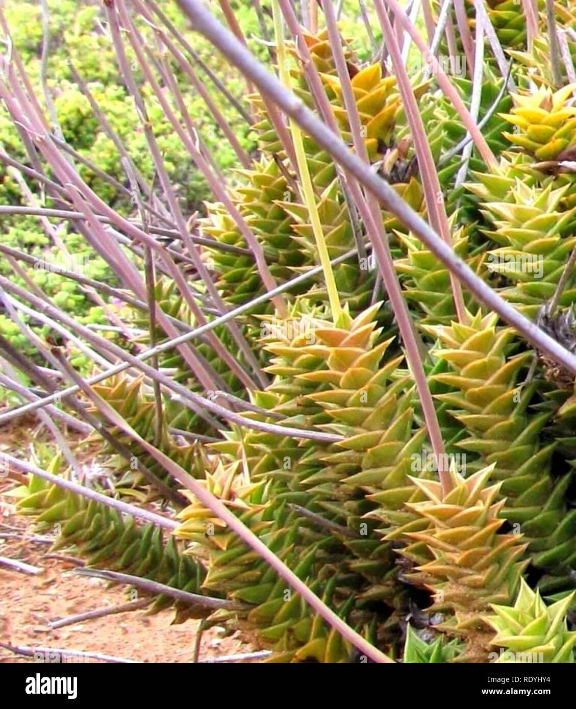 Astroloba foliolosa - South African Succulent. Stock Photo