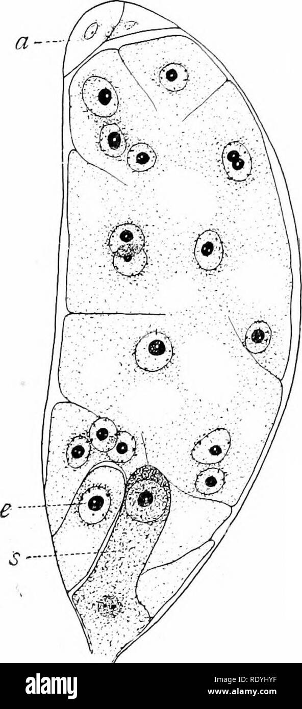 . Morphology of angiosperms (Morphology of spermatophytes. Part II). Angiosperms; Plant morphology. THE ENDOSPERM ie: observed. In Lemna Caldwell24 states that often the polar nuclei do not fuse, in which case he observed that the micro- pylar polar produced some free endosperm nuclei, and probably the antipodal one also. In Limnocharis, one of the Alismaceae, there is also no fusion (Hall 50), since no antipodal polar nucleus is formed, and all the endosperm, which eventually fills the sac, is derived from the micropylar polar nucleus. In Casuarina, according to Trenb,12 there are no antipoda Stock Photo