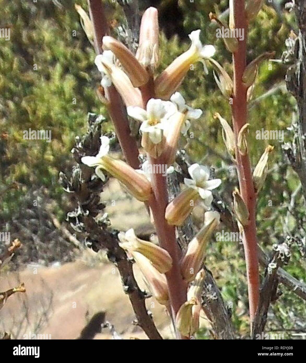 Astroloba robusta - inflorescence. Stock Photo