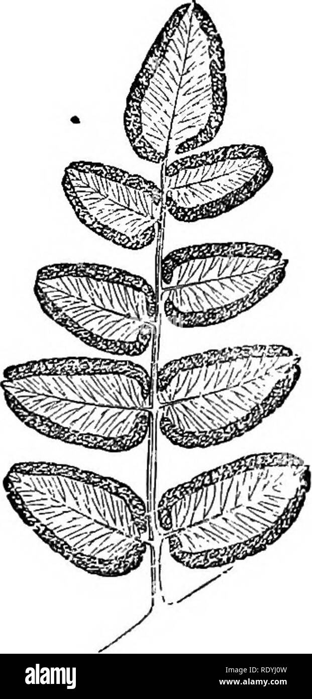 . Ferns: British &amp; foreign. The history, organography, classification, and enumeration of the species of garden ferns with a treatise on their cultivation, etc. etc. Ferns. AN ENUMEKATION 01 CULTIVATED FERNS. 175 Son round, marginal, distinct or laterally confluent. Indurium reniform or subrotund, and special to each sorus, or more or. Genus 88.— Pinna of mature frond, under side. No. 13. Genus »8.—Fertile pinna, under side. No. i less elongated, plain or undnlate, and including two or moro fiori. § 1. Indusium oblong or linear, common to two or more clusters of sporangia. Fronds smooth, p Stock Photo