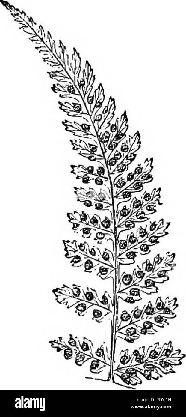 . Ferns: British &amp; foreign. The history, organography, classification, and enumeration of the species of garden ferns with a treatise on their cultivation, etc. etc. Ferns. AN ENUMERATION OF CULTIVATED FERNS. 171 21. 22. P. vulgaris, Metten. Pliegopteris polypodioides, Fee. Polypodium Phegopteris, Linn.; Eng.Bot. t. 2224; tickle. Fil. t. 20 ; Lindl. and Moore's Brit. Ferns, t. 4; Hooh. Brit. Ferns, t. 3. â Temperate Zone of the Northern Hemisphere, Britain. P. rugulosa, Fee. Polypodium rugulosum, Labill. Nov. Moll. t. 241.âTasmania and New Zealand. 85. HYPOLEPIS, Bernli. Vernation uniseria Stock Photo