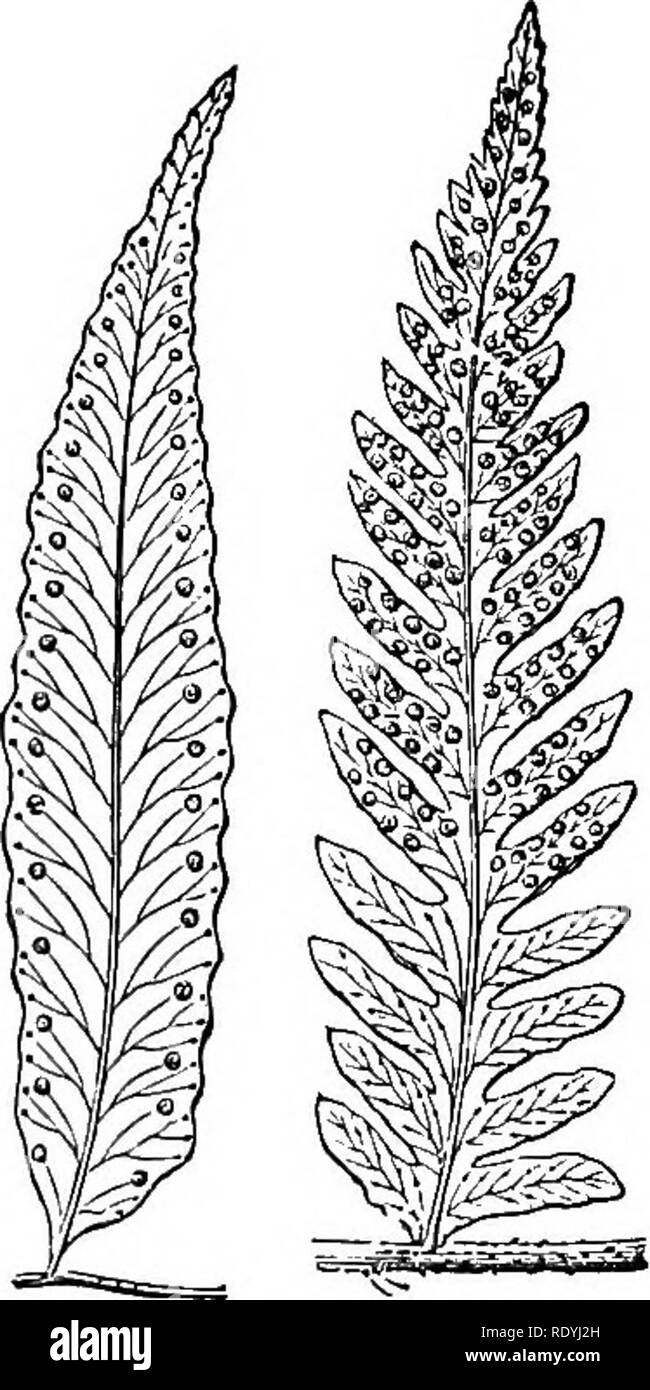 . Ferns: British &amp; foreign. The history, organography, classification, and enumeration of the species of garden ferns with a treatise on their cultivation, etc. etc. Ferns. AN ENUMERATION OP CULTIVATED FEKNS. 163 pinnae entire, dentate or pinnatifid. Veins forked or pinnate; venules free, their apices clavate, the lower exterior one sporangiferous. Recep- tacles punctiform. Bon terminal, round. Indusium reniform or absent. a. Indusium absent. 1. A. tenella, /. 8m. in Hook. Fil. Fl. Nov. Zeal. t. 82. Poly- podium tenellum, Forst. Schh. Fil. t. 16. Poly- podium filipes, Moore, in Gard. Ghron Stock Photo