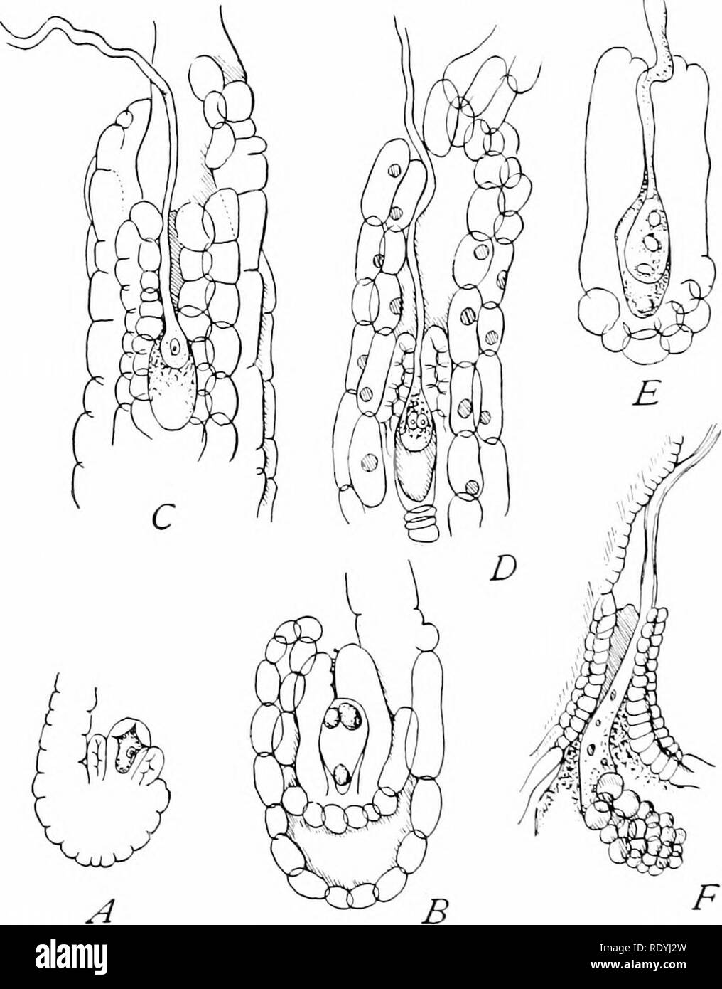 . Morphology of angiosperms (Morphology of spermatophytes. Part II). Angiosperms; Plant morphology. 144 MORPHOLOGY OF ANGIOSPEEMS the pollen-grain with its pollen-tube and some contents, as well as the ovule with its integuments and embryo-sac; and the pollen-tube had been traced from the stigma to the embryo-sac.. Fig. 65.—A-C, Orchis Mono; D, 0. latifolia; E, 0. maculata; F, Carina limbata. A-B, young ovules, x 150; 0, end of pollen-tube enlarging, x 100; Z), later stage with two nuclei visible in embryo, x 166; £, more advanced embryo, x 208; i7, considerably later stage, x 1'25.—After Scha Stock Photo