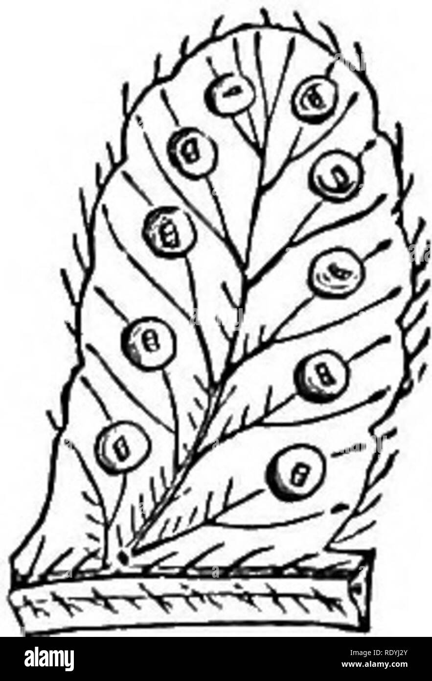 . Ferns: British &amp; foreign. The history, organography, classification, and enumeration of the species of garden ferns with a treatise on their cultivation, etc. etc. Ferns. AN ENUMERATION Of CULTIVATED PERNS. 101 4- C. regia, Presl; Lindl. and Moore's Brit. Ferns, t. 46 B. Polypodium regium, Linn. Oystea regia, Sm. Aspidium regium, Sw. Cyathea incisa, Sm. Eng. Bot. t.163. Poly- podium alpinum, Jacq. Ic. Bar. t. 642. Aspidium alpinum, Sw.; Schh. Fil.t.62. Cystopteris alpina, Besv.; Hook. Brit. Ferns, t. 24; Sowerby's Ferns, t. 23.—Europe. 5. C. montana, Berw7i.; Lindl. and Moore's Brit. Fer Stock Photo