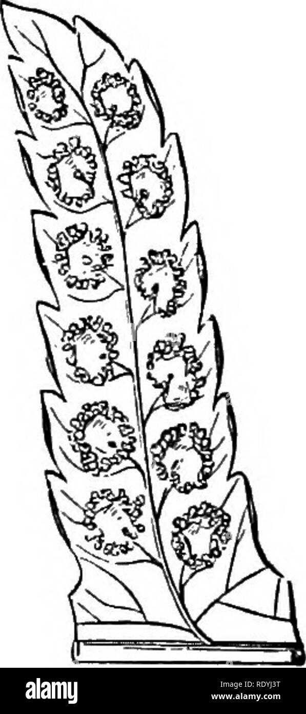 . Ferns: British &amp; foreign. The history, organography, classification, and enumeration of the species of garden ferns with a treatise on their cultivation, etc. etc. Ferns. Genus 71.—Portions of barren and fertile pinnae. No. 1. mosmg, forming unequal areoles next the costa, the upper ones free. Receptacles medial on the free or anastomosed venules, punctiform. Son round. Indusium reniform. 1. P. Leuzeana, Presl; Hook. Gen. Fil. t. 97. Polypodium Leuzeanum, Gaud, in Frey. Voy. t. 6. Nephrodinni Leuzeanum, Hook.—Philippine and Fiji Islands,. Please note that these images are extracted from  Stock Photo