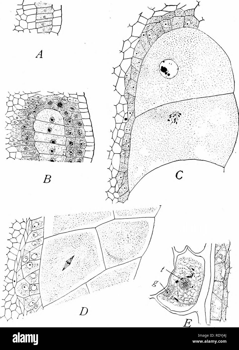 . Morphology of angiosperms (Morphology of spermatophytes. Part II). Angiosperms; Plant morphology. Fig. 58.—Development of male gametophyte iu Aselepiae. A-B, A. Corwuti; C-E, A. tuberosa. A, section of young microsporangium showing archesporial cells; B, portion of the single layer of elongated, mother-cells; C later stage showing two mother-cells, the lower one dividing and showing 10 chromosomes, the gametophyte number; 7&gt;, second division of mother-cell, by which the row of four microspores is formed; F, microspore showing tube nucleus (t) and generative nucleus {g). A, x 200 ; B-E, x Stock Photo