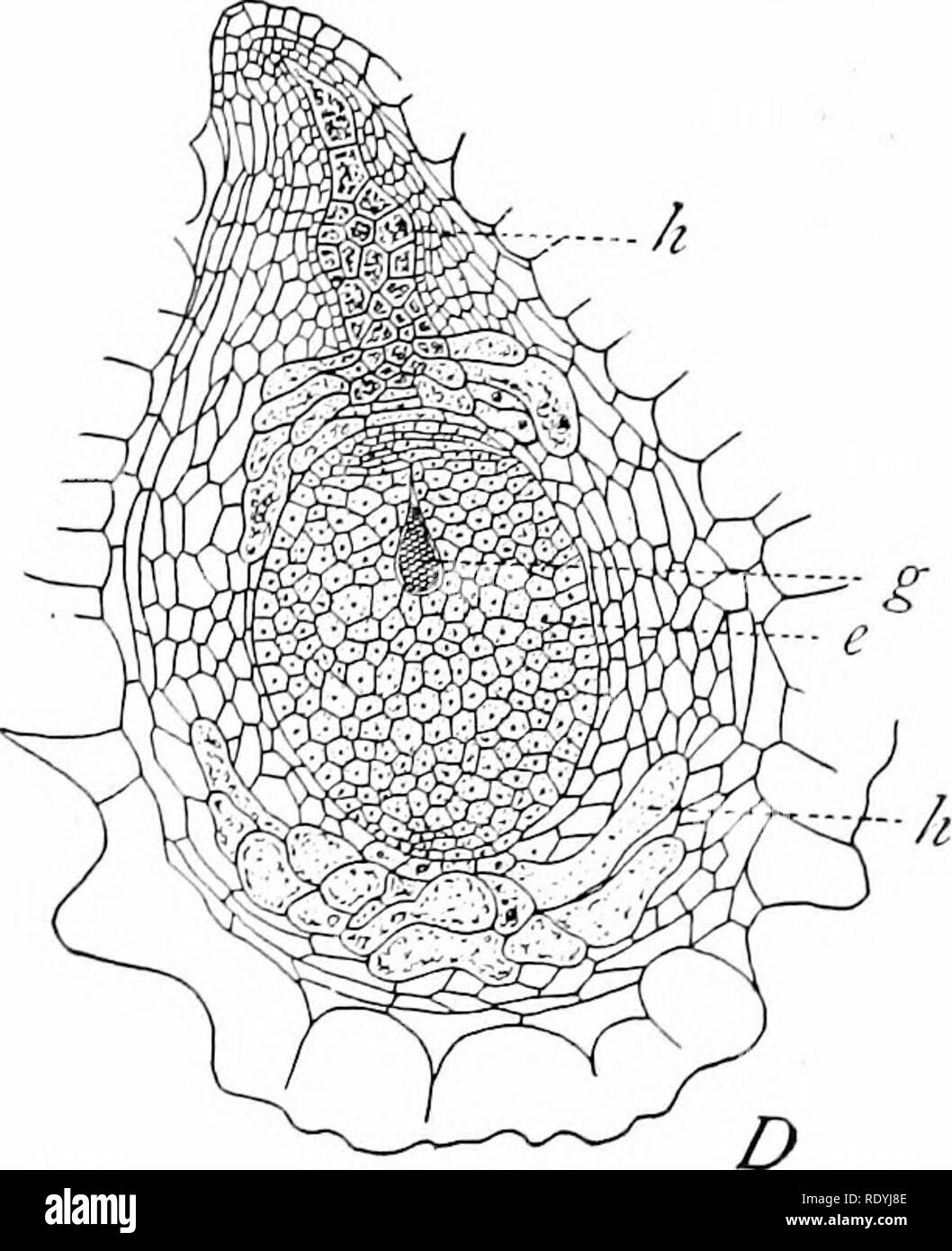 . Morphology of angiosperms (Morphology of spermatophytes. Part II). Angiosperms; Plant morphology. Fig. 50.—.-1, Globularia cordifolia, the micropylar end of the embryo-sac has grown out into an extensive haustorium furnished with nuclei from the endosperm;/&quot;, funiculus; after Billings.100 J?, Plantago lanceolata, longitudinal section of ovule after embryo is somewhat advanced, showing extensive haustorial system; after Balicka-Iwanowska.88 C, Stylidium squamellosum, embryo-sac after second division of endosperm nucleus; e, egg;/', pollen-tube; after Burns.65 /&gt;, Byblis gigantea, long Stock Photo