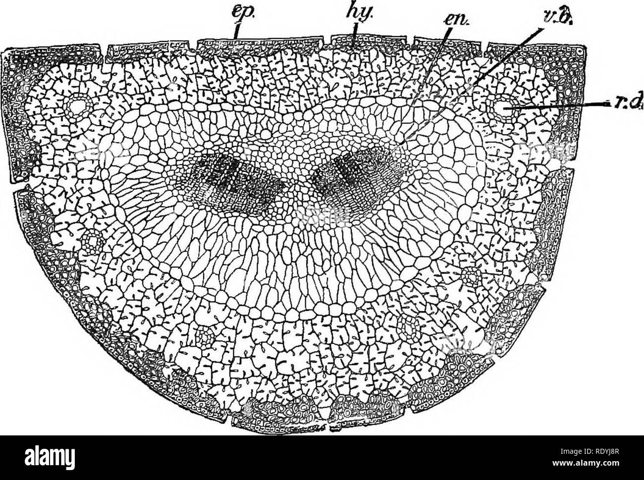 . An introduction to vegetable physiology. Plant physiology. THE DIFEEKENTIATION OP THE PLANT-BODY 27 (fig. 30); the vascular bundles of many Monocotyledons are surrounded separately by a sheath of small cells of similar character (fig. 31); in Pennisetum (fig. 32, 4) a sheath is developed round the stem in the form of a hollow cylinder which lies between the bundles and the epidermis. More frequent instances occur in which two of the regions in question are strengthened simultaneously. In the stems of Scirpus (fig. 32, 5) there is a development of sclerenchyma round the periphery, and strands Stock Photo