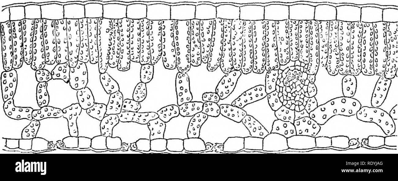 . An introduction to vegetable physiology. Plant physiology. Fig. 20.—Tbansvebse Section of Stem of Sphagnum. Fig. 21.—Section of Stem of Moss, showing centbal stband of thin-walled cells subbounded by cobtex and bpidebmis. the Walls of the Outeb Cells of the cobtex abe considerably thickened. (After Sachs.) Inside these a further protective layer of small cells with uniformly thick walls is met with (fig. 20). In the smaller mosses the outer layers of the cortex are thickened (fig. 21).. Fig. 22.—Tbansvebse Section of the Blade of a Leaf, showing the Outeb Walls of the Bpideemal Cells thicken Stock Photo
