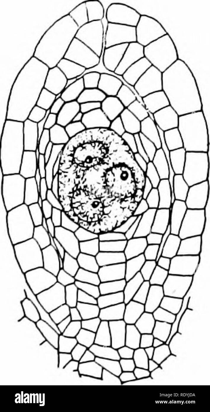 . Morphology of angiosperms (Morphology of spermatophytes. Part II). Angiosperms; Plant morphology. THE FEMALE GAMETOPHYTE 89 great obscurity, and very little has been added to the original suggestions concerning it. The most important departure from the ordinary history is that shown by Peperomia pellucida, as described by Camp- bell 70 and Johnson70 (Fig. 38), Gunnera (Schnegg 103), Tril- lium (Ernst116), and Tulipa as described by Guignard.890 In Peperomia the nuclei of the embryo-sac do not show any of the polarity that is so marked a feature in other forms. The first four nuclei are large Stock Photo