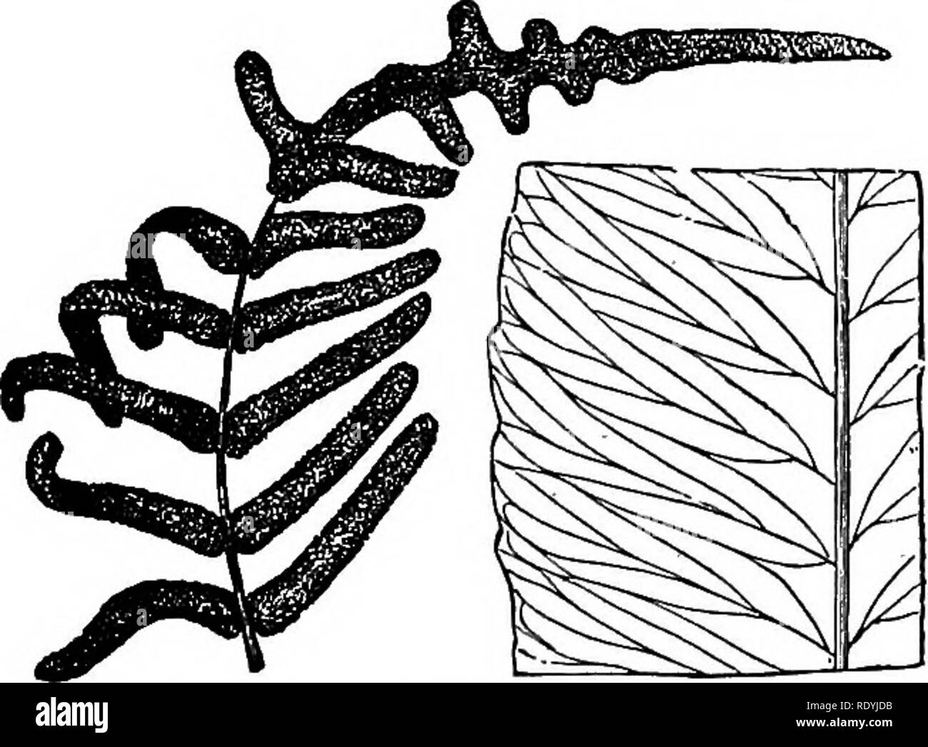 . Ferns: British &amp; foreign. The history, organography, classification, and enumeration of the species of garden ferns with a treatise on their cultivation, etc. etc. Ferns. Genus 39.—Portion of the barren pinna, under side. No. 1. marginal vein. Fertile pinnm linear or pinnatifid, convolute, wholly sporangiferous. 1. O. cervina, Presl; Hooh. Fil. Exot. t. 43; Lowe's Ferns, 7, tt. 39, 40. Acrostichum cervinum, Siv.; Flwm. Fil. 1.154; Hooh. et Grev. Ic. Fil. t. 81. 0. Corcovadensis, Badd. Fil. Bras. t. 14; Hooh. Gen. Fil. t. 79 A. Acrostichum linearifolium, Fresl.—Tropical America, *** Veins Stock Photo