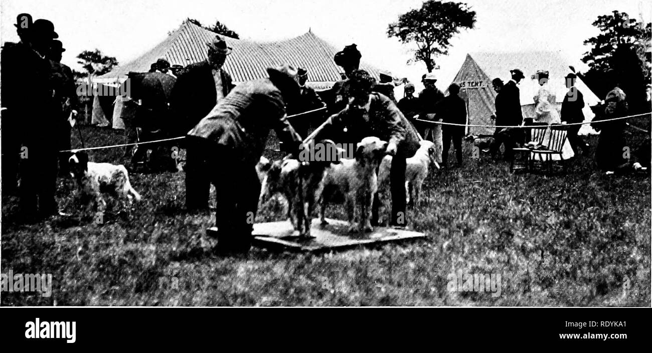 Dog Show Judging Black And White Stock Photos Images Alamy