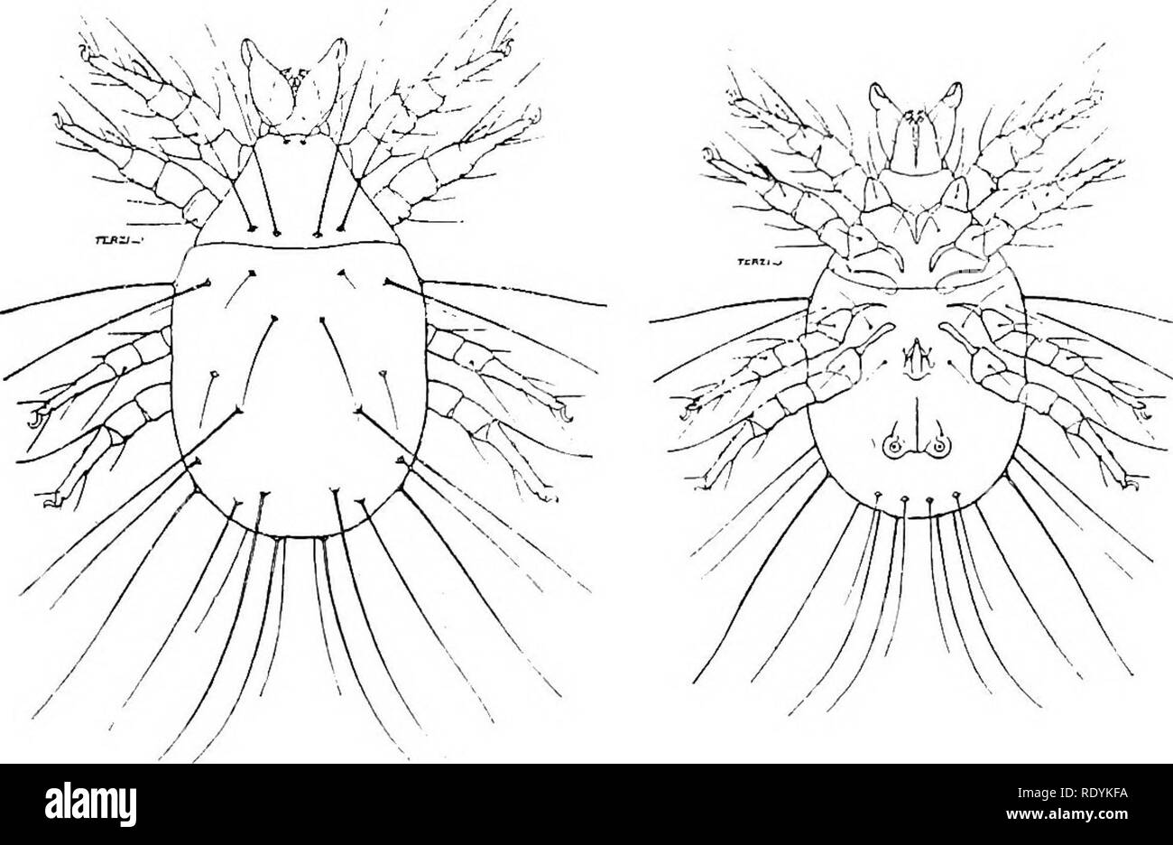 . Mites injurious to domestic animals (with an appendix on the acarine disease of hive bees). Mites; Veterinary medicine; Bees. Fig. 36. Hypopial or travelling nymphs of Tyroglyphidae (p. 70), xc. 150. (After Michael.). Fig. 37. Tyroglyphus longior, var. castellanii (p. 71), dorsal and ventral aspects of male, x 97. (After Castellani and Hirst, Journ. Trop. Med. and Hyg.). Please note that these images are extracted from scanned page images that may have been digitally enhanced for readability - coloration and appearance of these illustrations may not perfectly resemble the original work.. Hir Stock Photo