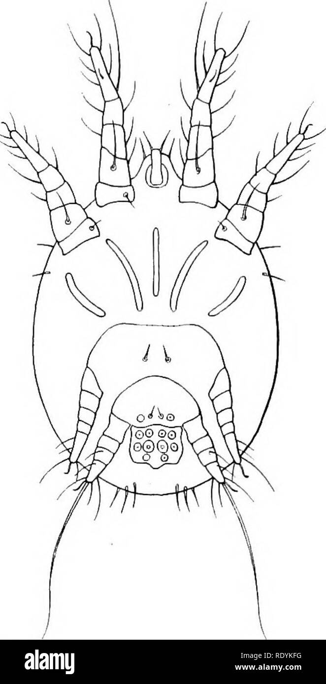 . Mites injurious to domestic animals (with an appendix on the acarine disease of hive bees). Mites; Veterinary medicine; Bees. Fig. 36. Hypopial or travelling nymphs of Tyroglyphidae (p. 70), xc. 150. (After Michael.). Please note that these images are extracted from scanned page images that may have been digitally enhanced for readability - coloration and appearance of these illustrations may not perfectly resemble the original work.. Hirst, Stanley, d. 1930. London, Printed by order of the Trustees Stock Photo