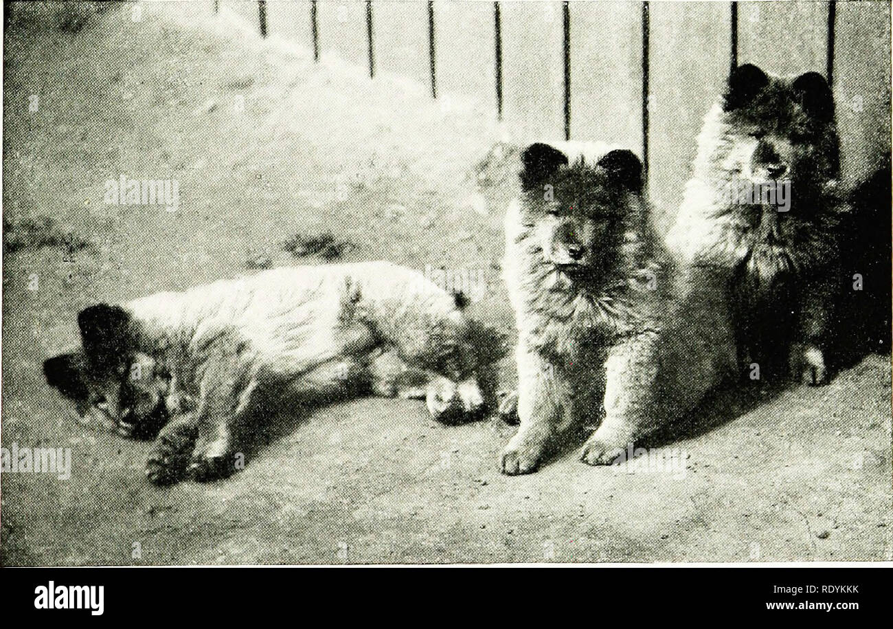 can a chow chow and a greyhound be friends