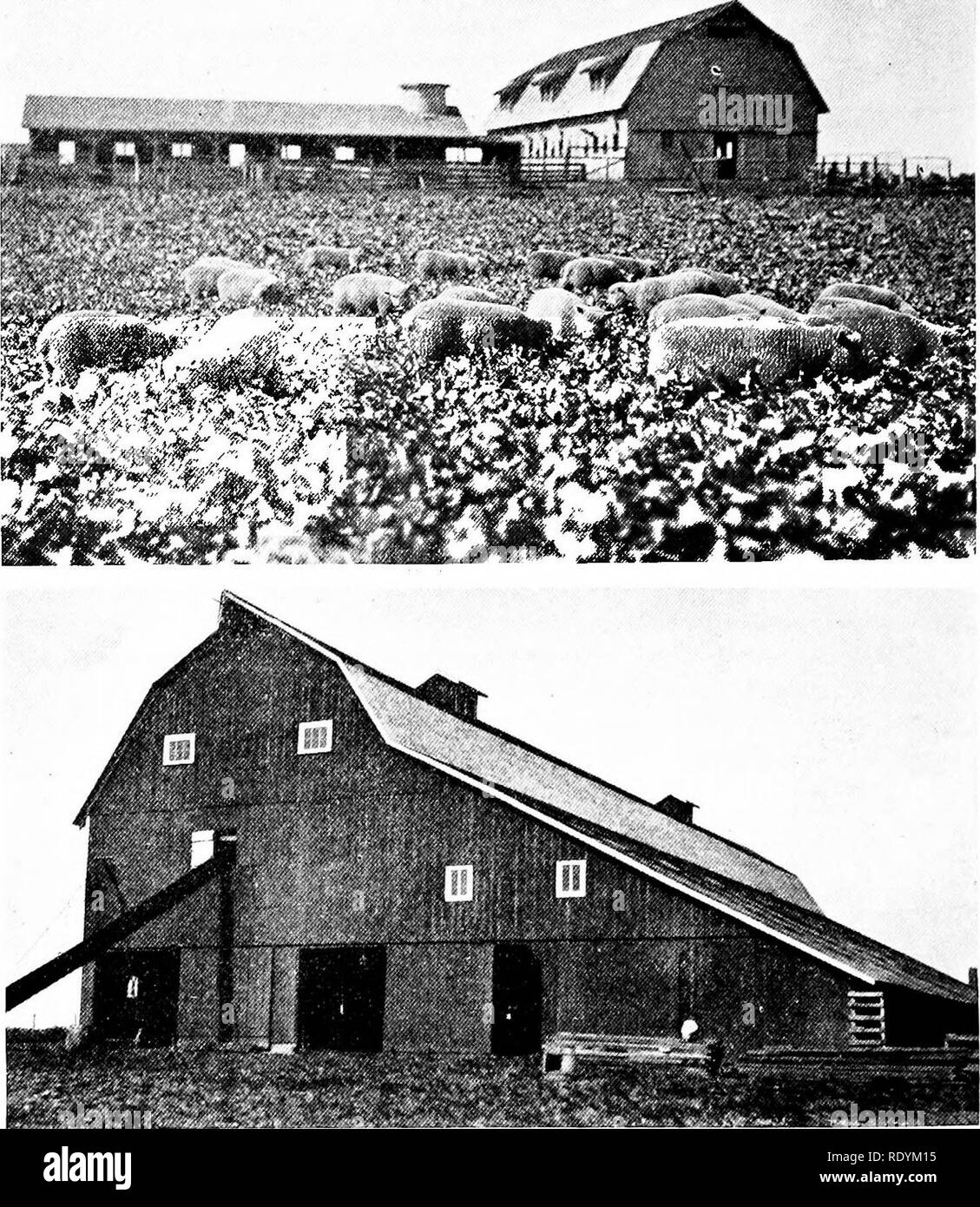. Productive sheep husbandry . Sheep. 436 BUILDINGS AND EQUIPMENT FOR FARM FLOCKS Fig. 235.. Fig. 236. Fig. 235.—Sheep barn, University of Illinois. On well-drained ground, no obstruc- tions to sunlight and located close to the pasture and forage areas. Fig. 236.—Sheep barn of B. F. Harris, Banker Farmer, Champaign, Illinois. Capacity 3,000 sheep. Skyliglits in the roof of the annex to the main barn. with the fact that they are easy to keep under restraint, makes it unnecessary to use heavy building materials. E.xcept in cases where lambing occurs in cold weather, single walls will provide amp Stock Photo
