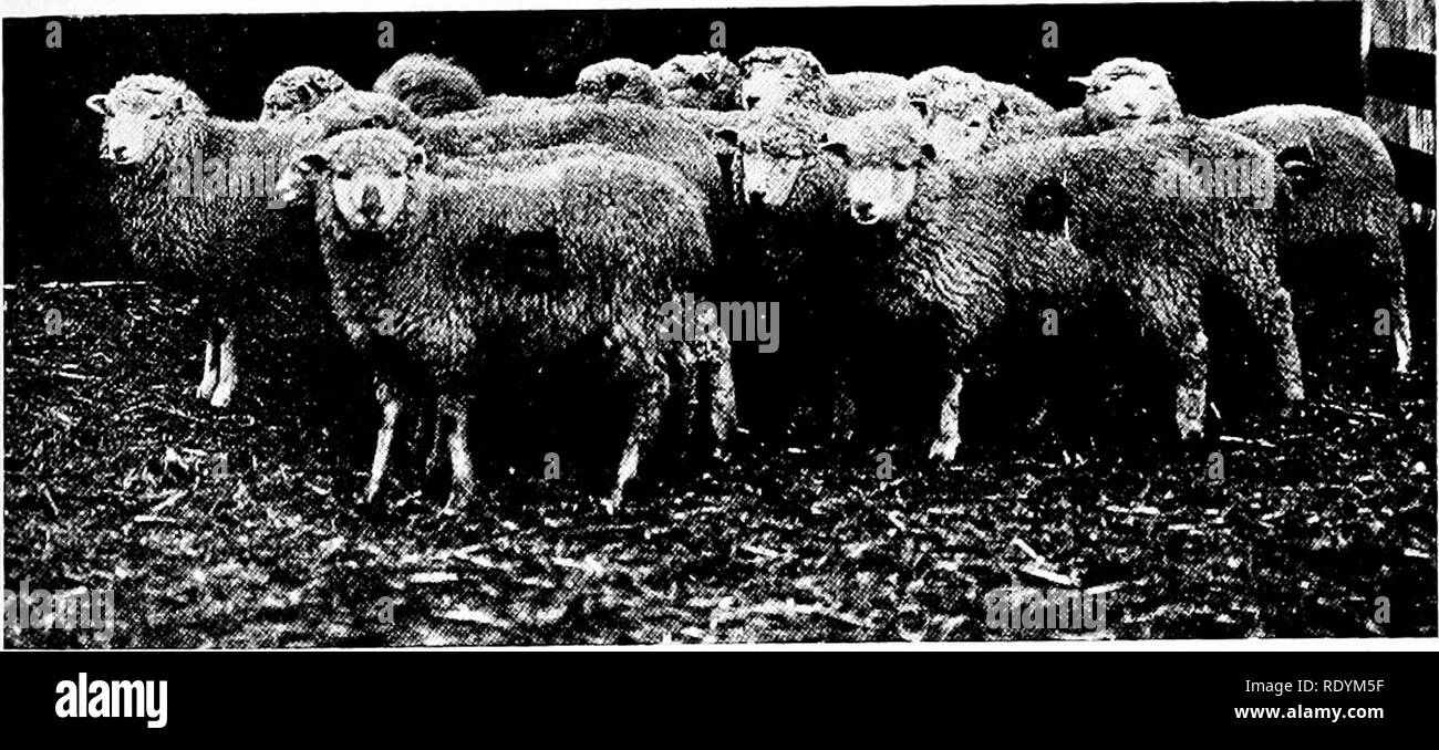 Sheep Feeder Black And White Stock Photos Images Alamy