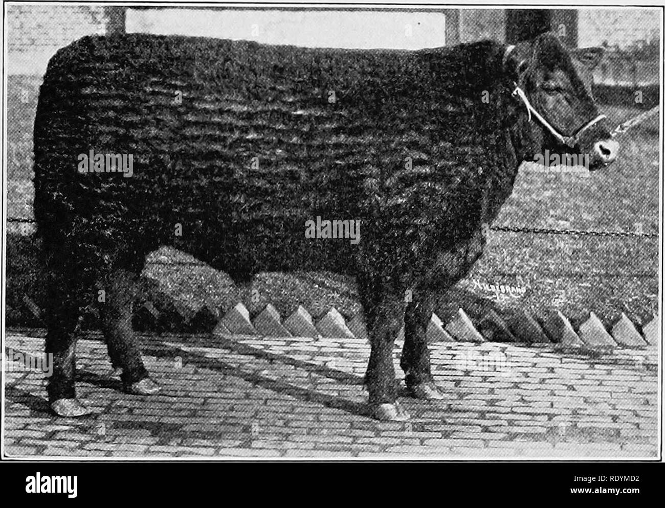 . The principles and practice of judging live-stock . Livestock. THE ...
