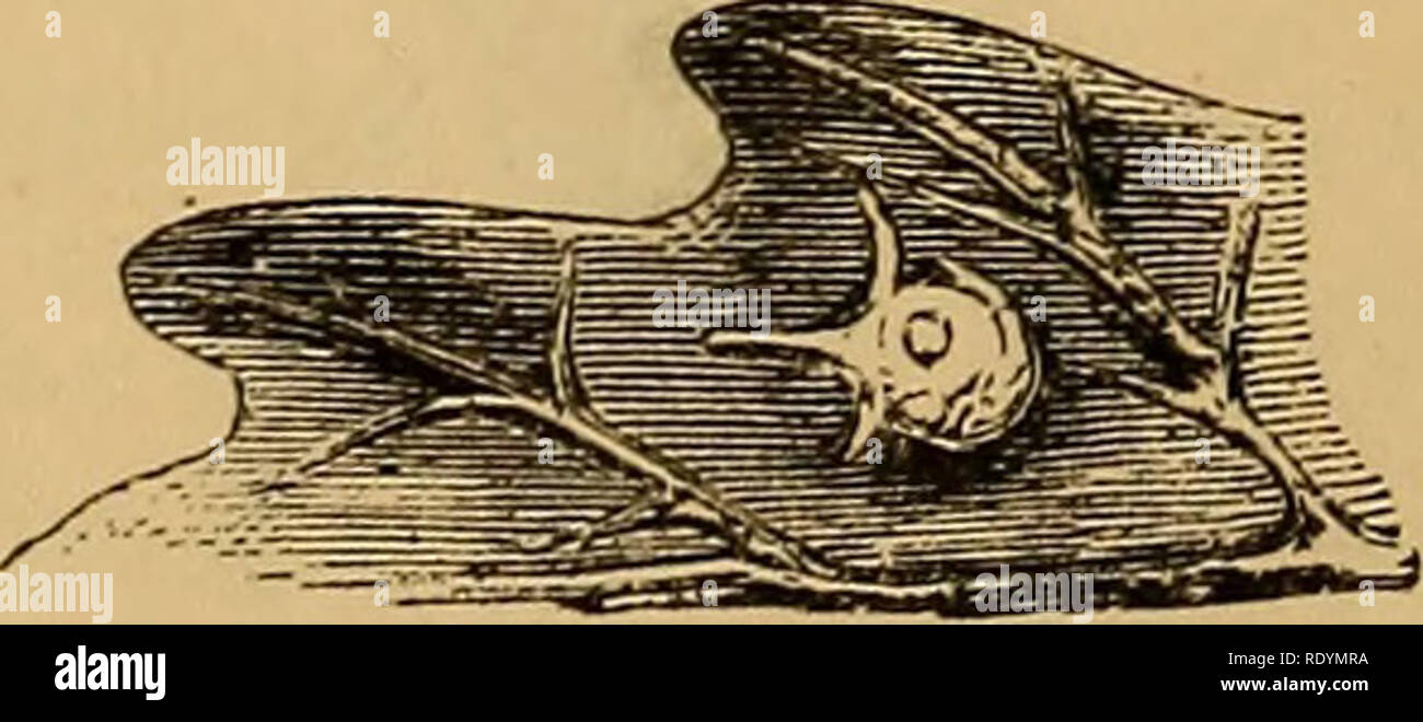 Dark stripe on abdomen hires stock photography and images Alamy