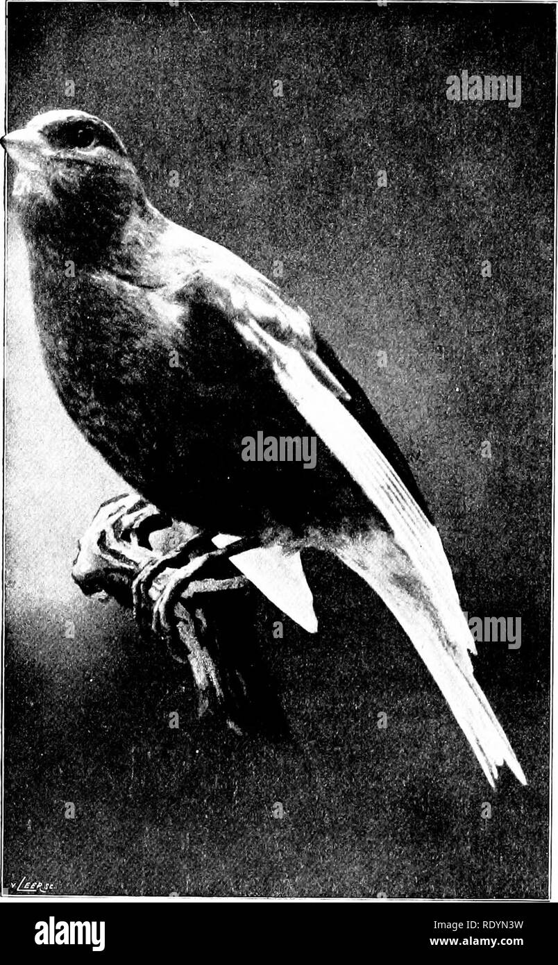 The caged bird's song Black and White Stock Photos & Images - Alamy