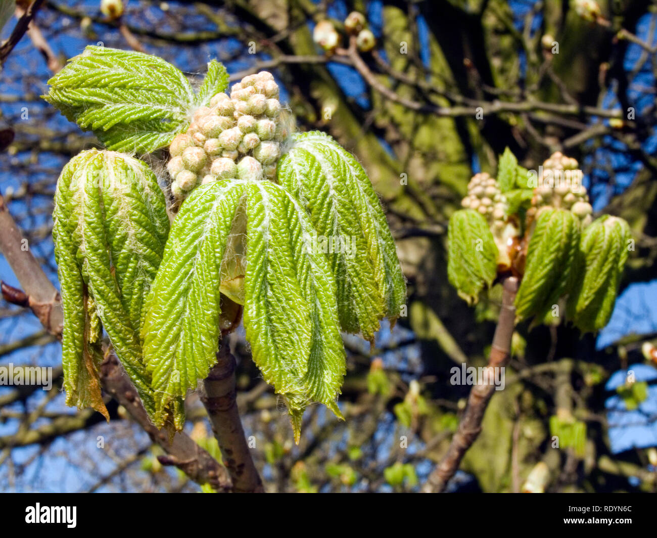 Young horse chestnut tree leaves hi-res stock photography and images ...