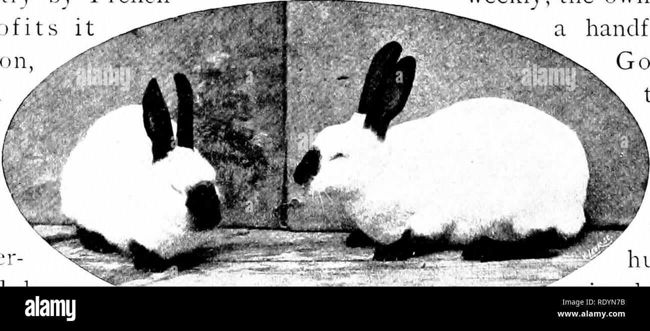 Our domestic animals, their habits, intelligence and usefulness; tr. from the French of Gos. De Voogt, by Katharine P. Wormeley;. Domestic animals. A Dark Sil' centuries it has been carried Our domestic animals, their habits, intelligence and usefulness; tr. from the French of Gos. De Voogt, by Katharine P. Wormeley;. Domestic animals. A Dark Sil' centuries it has been carried