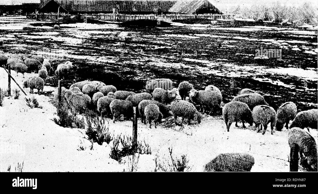. Productive sheep husbandry . Sheep. THE HURDLING METHOD 23 The Farm ...