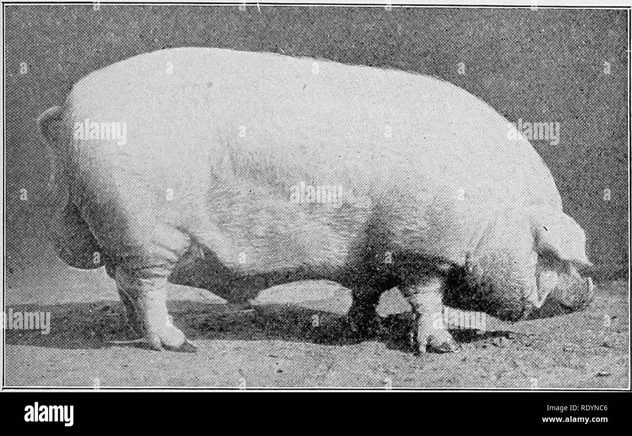 . Judging farm animals . Livestock. JUDGING THE LARD TYPE OF SWINE 505 a conformation associated with a narrow thigh and ham. If the hocks are widely separated, and the legs and toes point in—a rather unusual position behind—then the legs are usually bowed, and furnish a weak support to the body. The butcher is not interested in this matter of position of leg and bone, if the ham is sufficiently thick and deep, but as a matter of inheritance, the strength of bone and proper carriage of leg have a vital bearing on the character of the. Fig. 281.—&quot;It is a common tendency for the hog to shov Stock Photo