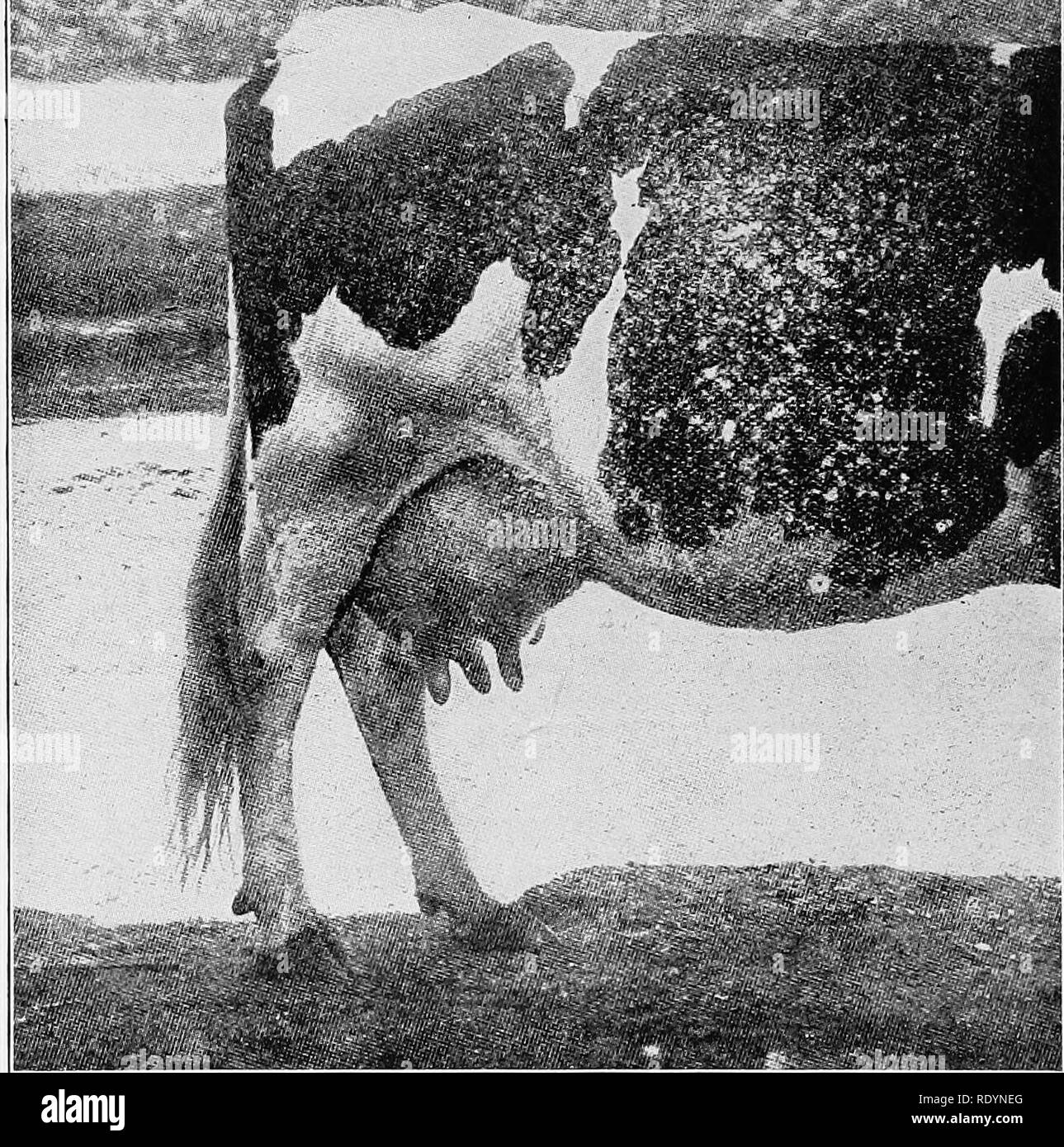 . Principles and practice of buttermaking; a treatise on the chemical