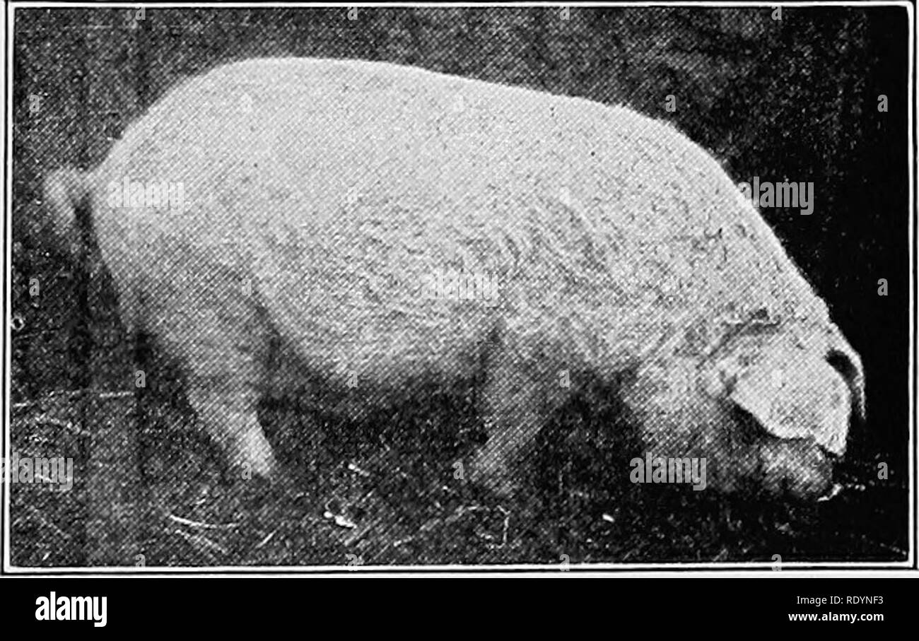 Judging farm animals . Livestock. THE ANATOMY OF THE HOG in the mature animal. The heart is small, usually weighing less than a pound. The kidneys are smooth and bean shaped, Judging farm animals . Livestock. THE ANATOMY OF THE HOG in the mature animal. The heart is small, usually weighing less than a pound. The kidneys are smooth and bean shaped,