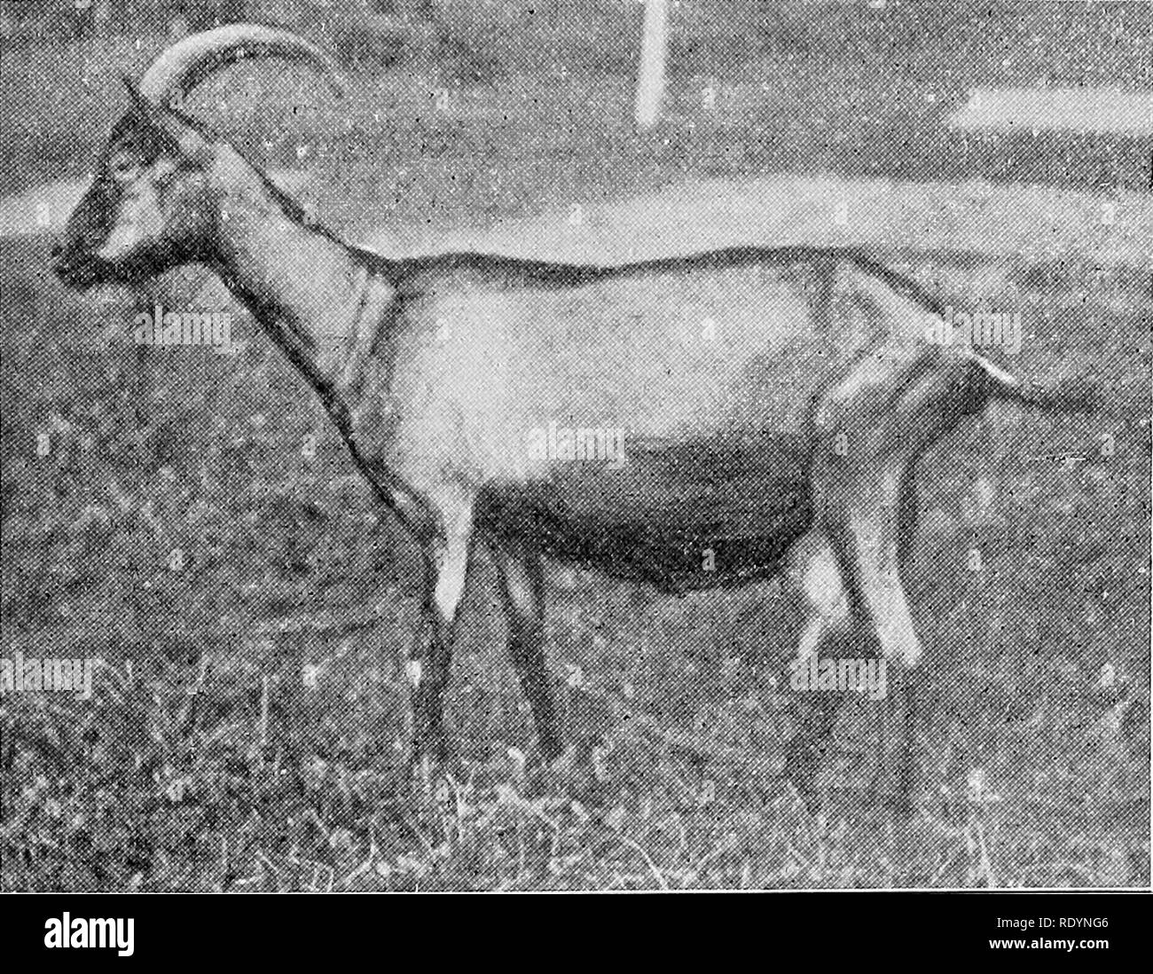 . Judging farm animals . Livestock. THE MILCH GOAT 467 teats, so from a