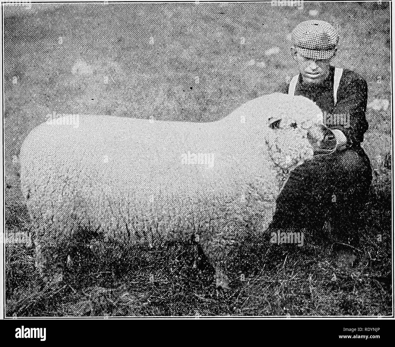 Judging farm animals . Livestock. MORE IMPORTANT BREEDS OF SHEEP 
