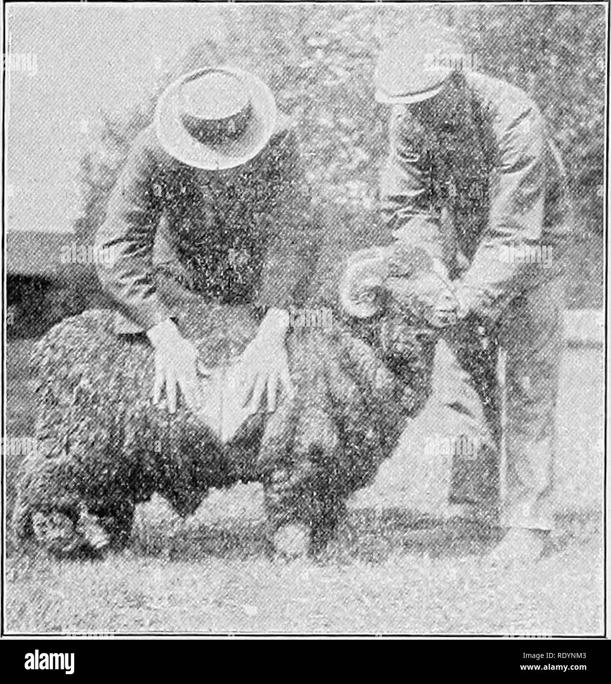 . Judging farm animals . Livestock. CHAPTER XL. THE FLEECE AND ITS