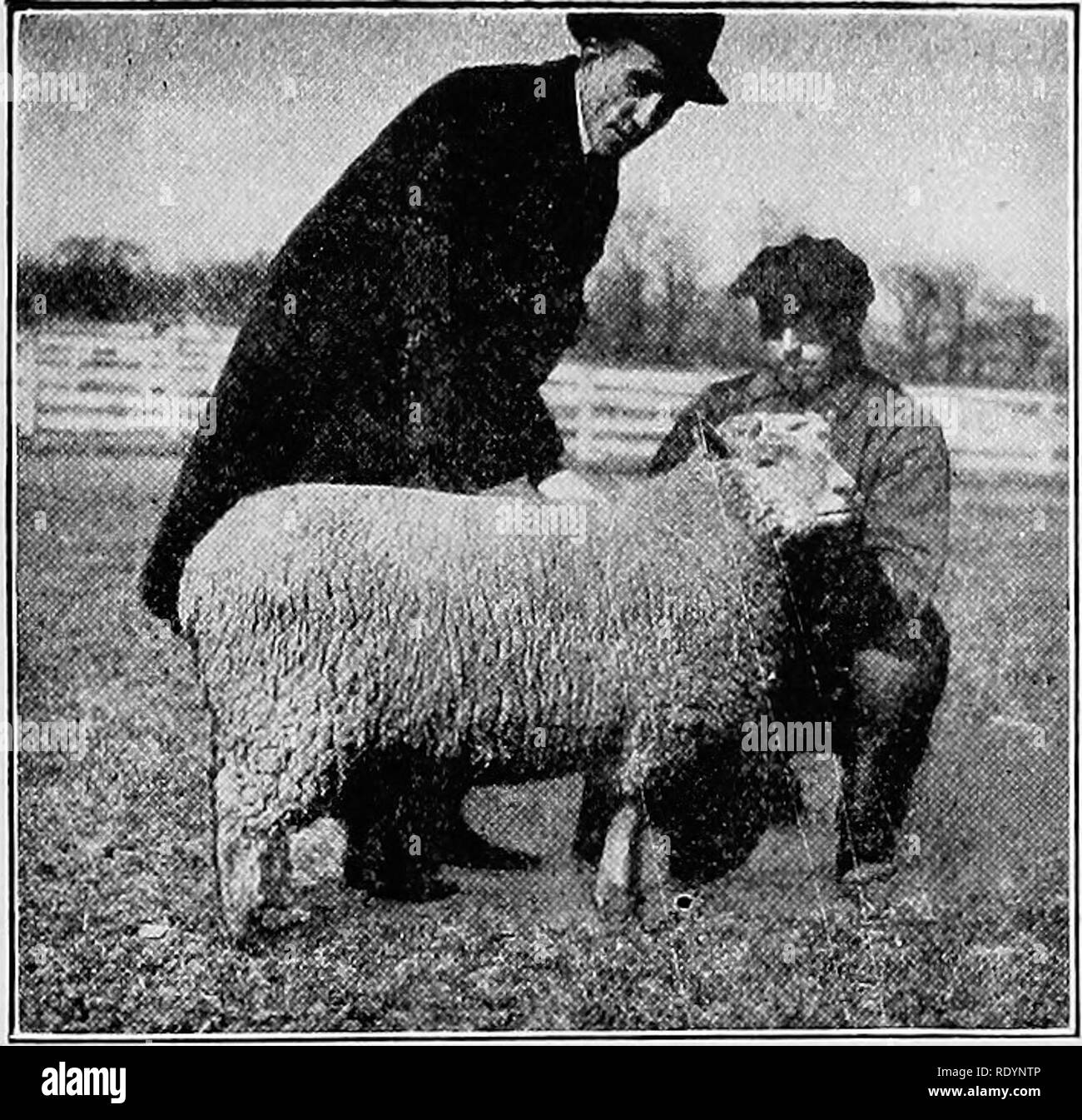 Livestock Judging Logo