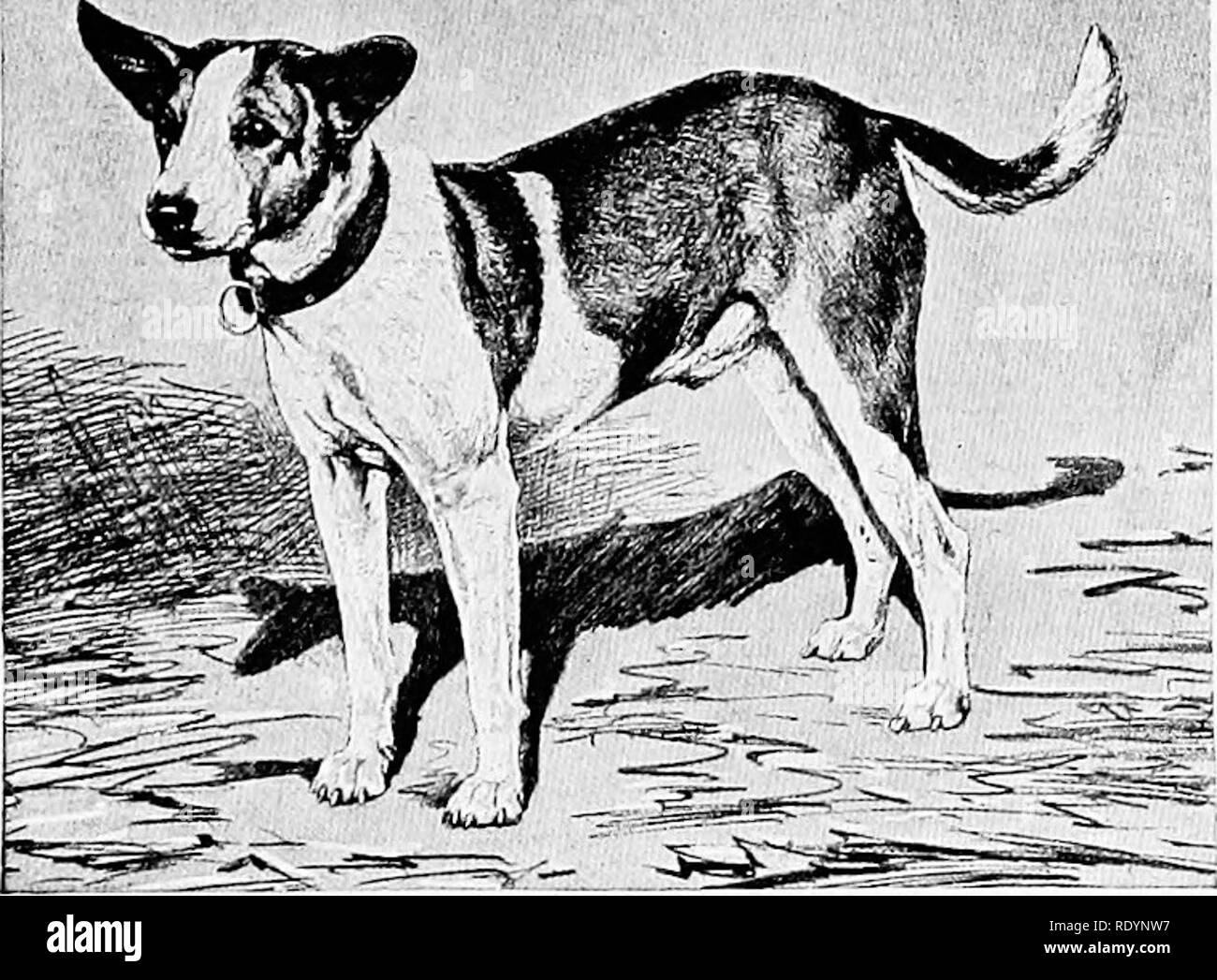 The new book of the dog; a comprehensive natural history of 