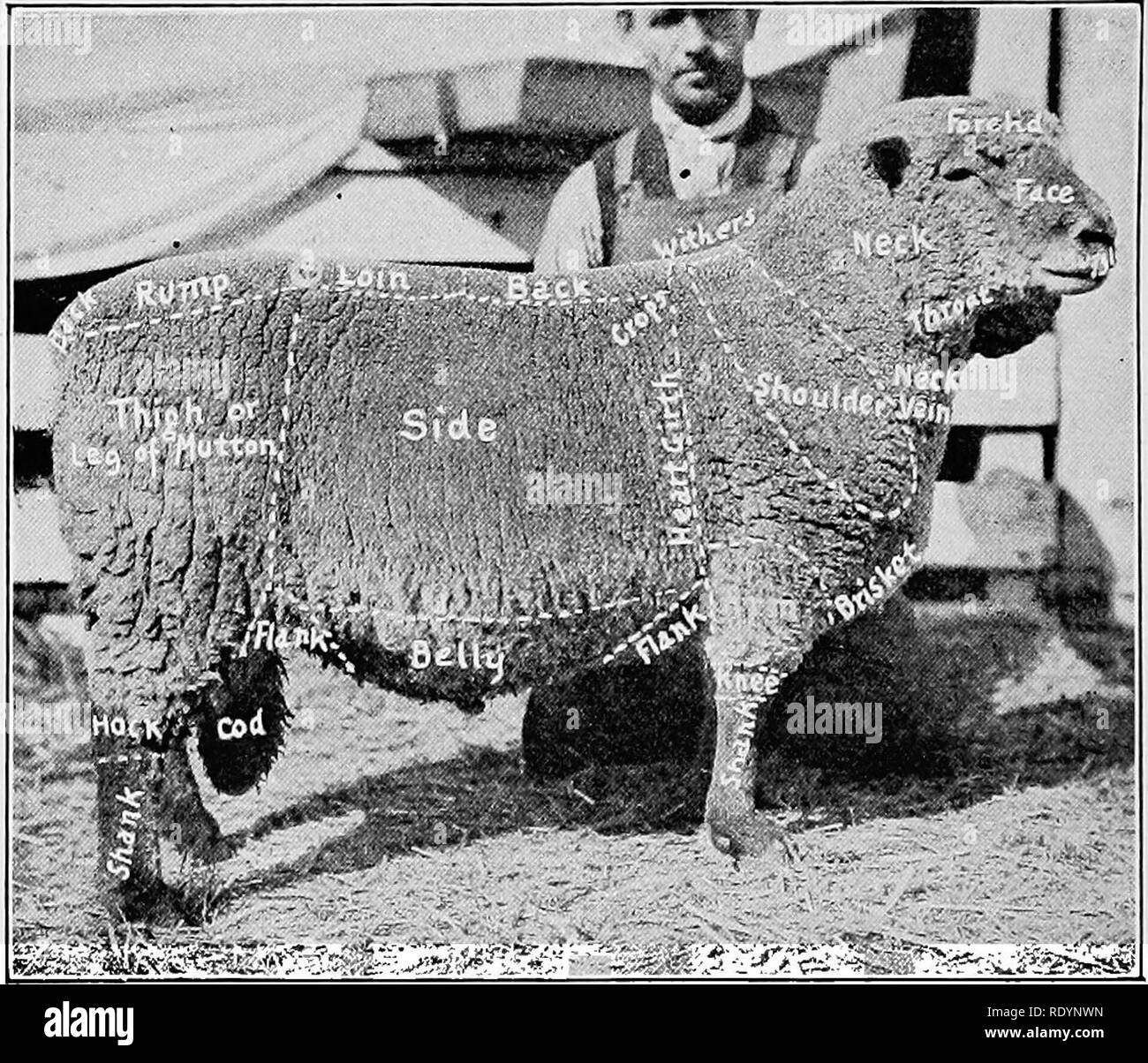 Judging farm animals . Livestock. CHAPTER XXXV. JUDGING THE MUTTON TYPE OF SHEEP BY THE SCALE OF POINTS. The systematic examination of a sheep to be scored requires following the plan, Judging farm animals . Livestock. CHAPTER XXXV. JUDGING THE MUTTON TYPE OF SHEEP BY THE SCALE OF POINTS. The systematic examination of a sheep to be scored requires following the plan,