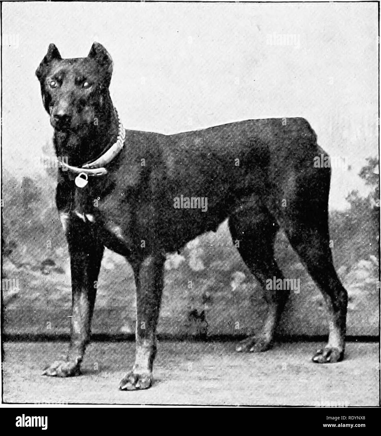 The new book of the dog a comprehensive natural history of