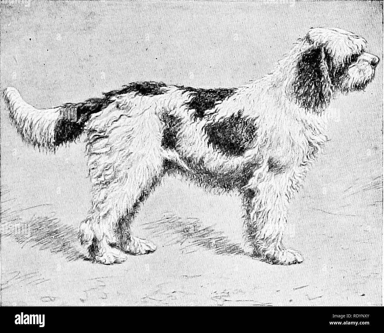 . The new book of the dog; a comprehensive natural history of British dogs and their foreign relatives, with chapters on law, breeding, kennel management, and veterinary treatment. Dogs. FOREIGN GUN-DOGS AND TERRIERS. 503 considered an ancient dog, and it is cer- tain that some of the breed were taken into France as far back as the reign of Henry IV. In Italy there is an interesting strain of. THE BARBET PATAVEAU. PROPERTY OF M. P. DEVILLE, PARIS. white Spinone, in form not unlike a large Irish terrier, of which no record is traceable earlier than 1870. These are found mostly in the neighbourh Stock Photo