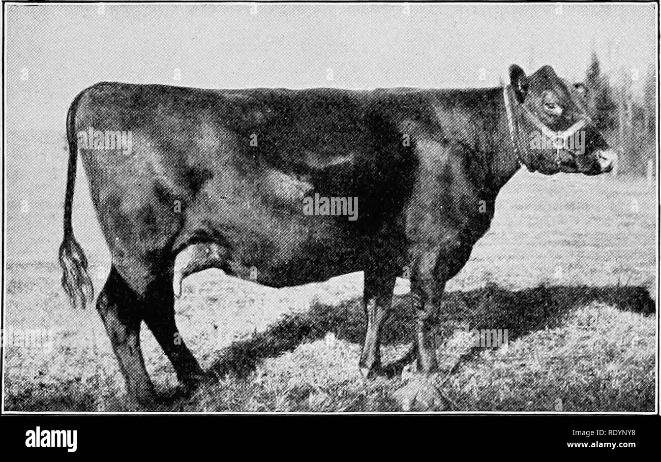 Dual purpose breed of cattle Black and White Stock Photos & Images Alamy