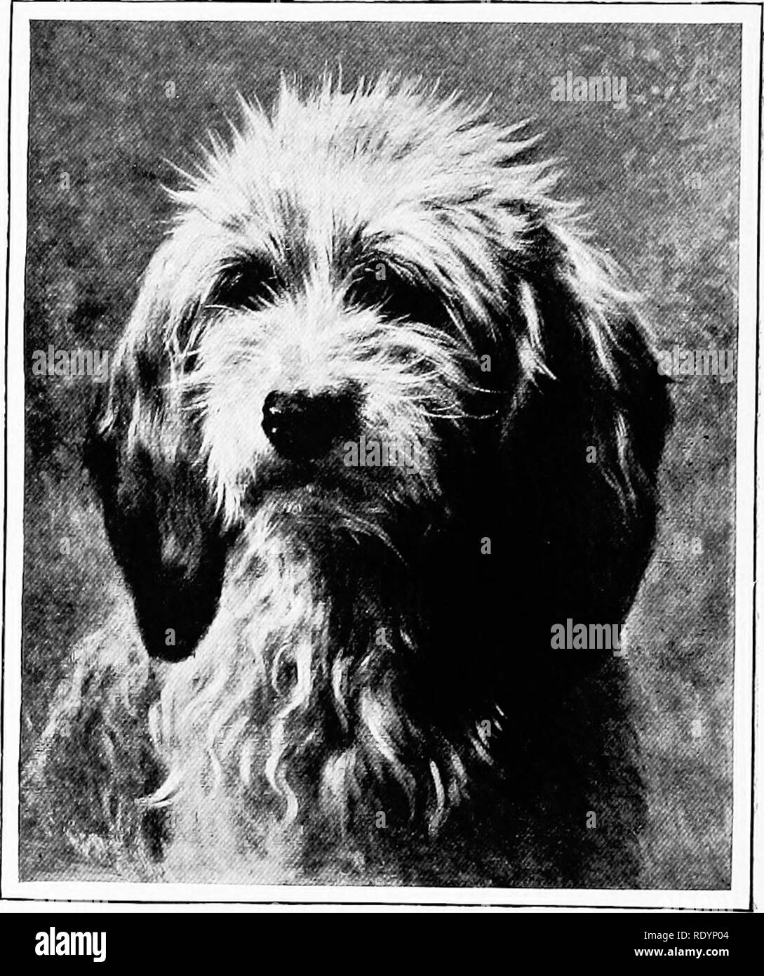 Why Does My Dog Have A Pointy Head