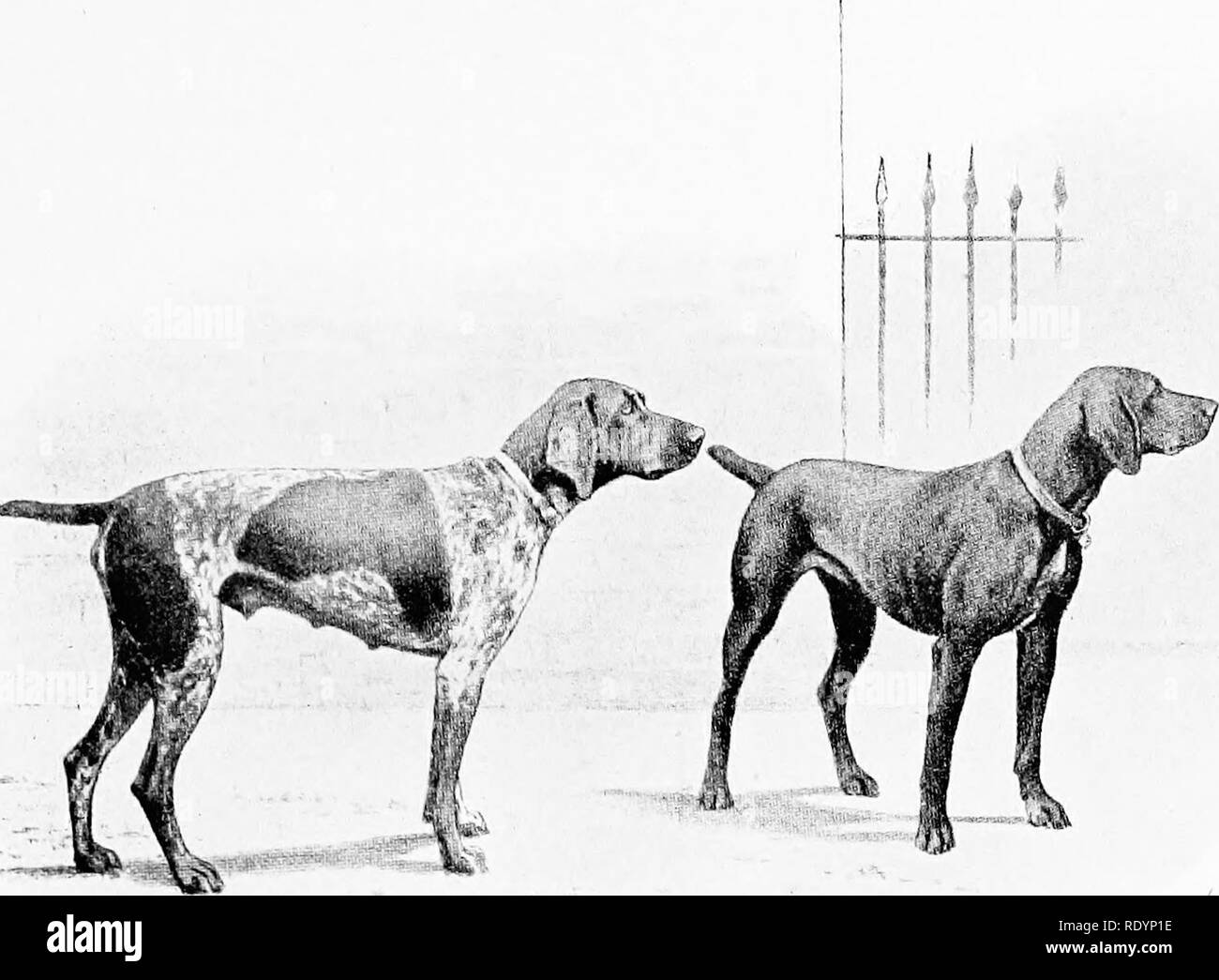 Wire Haired Pointer Black And White Stock Photos Images Alamy