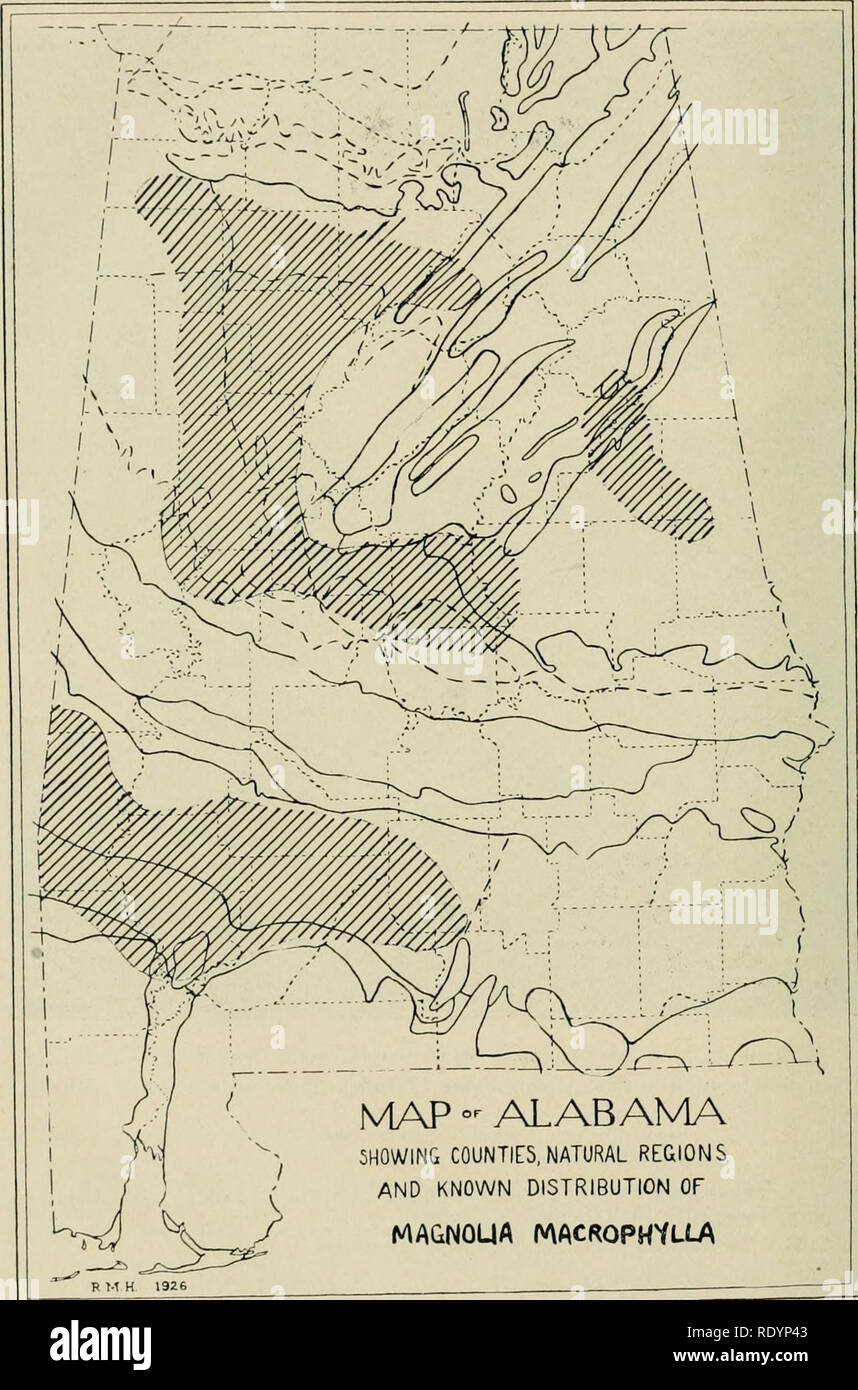 . Economic botany of Alabama. Botany, Economic; Forests and forestry. 170 ECONOMIC BOTANY OF ALABAMA. N4AP °^ ALABAMA SHOWING COUNTIES, NATURAL REGIONS AND KNOWN DISTRIBUTION OF MAQNOUA MACROPHVLLA B M H 1926 Map 17. Approximate distribution of Magnolia macrophylla. (Note how this and most of the species shown on the maps following seem to avoid the black belt.) The range should have been shown as covering more of Lawrence County and less ©f Cullman.. Please note that these images are extracted from scanned page images that may have been digitally enhanced for readability - coloration and appe Stock Photo