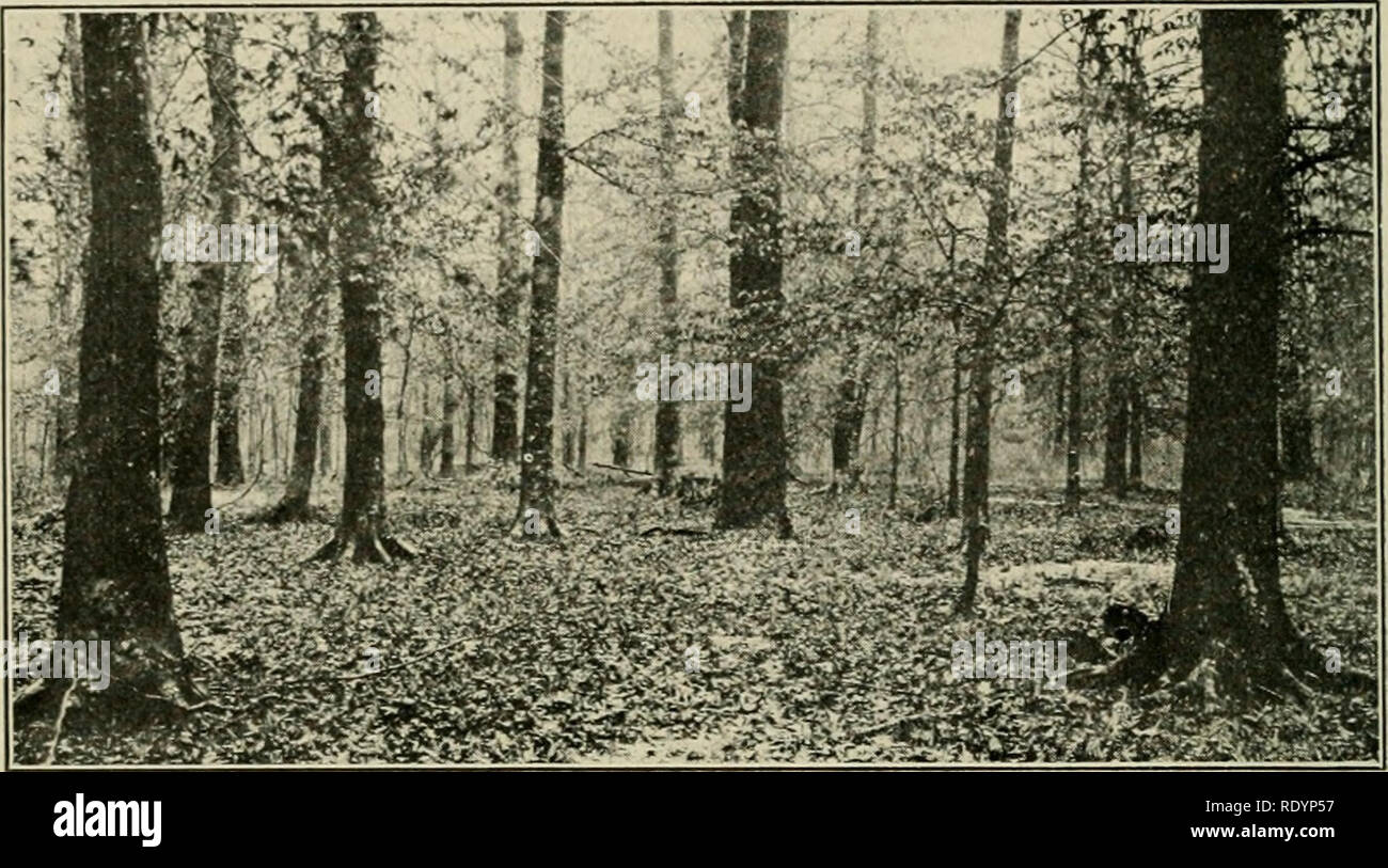 . Economic botany of Alabama. Botany, Economic; Forests and forestry. 108 ECOXO^IIC BOTANY OF ALABAMA. Fig. n. Beech forest in bottoms of Flint Creek about three miles north of Hartselle, Morgan County. March 13, 1913. (The large tree in the center is a sweet gum.) preferences are not fully understood yet, but it seems likely that certain conditions of the soil fauna and flora are essential, perhaps the absence of earthworms and the presence of certain fungi. It is found in every region except 1-i and 15, but is rare in 4. 6B and 13. It is probably most abundant in 2B, where it may make up as  Stock Photo